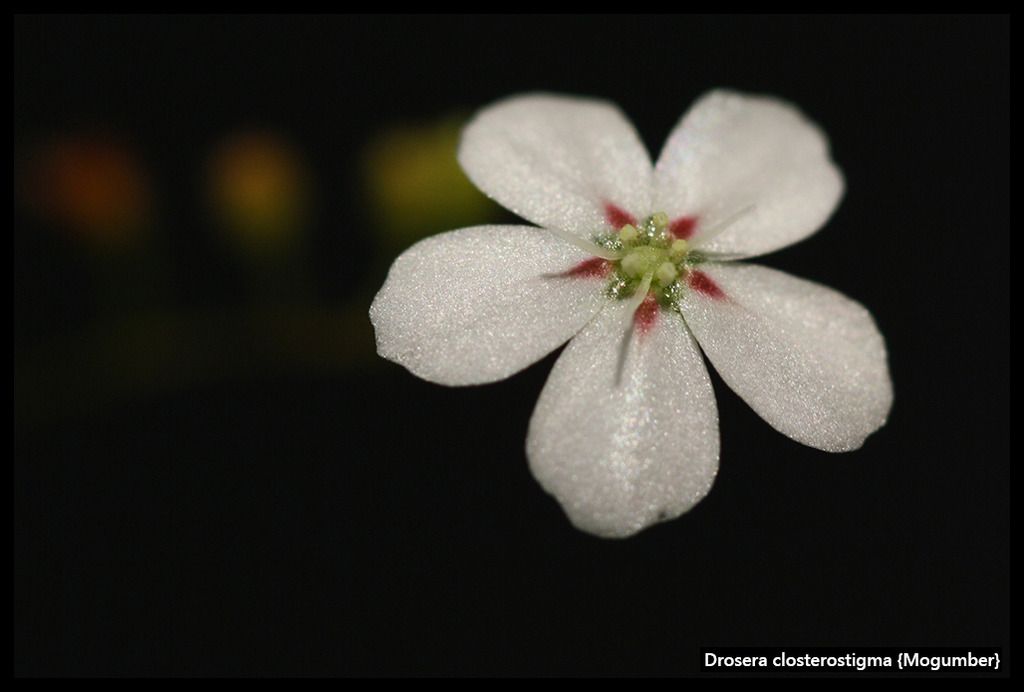 D_closterostigma_Mogumber_zpsxe6zvrs9.jp