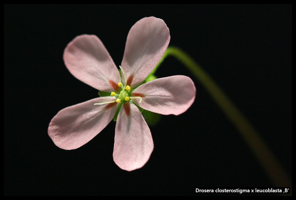D_closterostigma_leucoblasta_B_zpswrtlfv