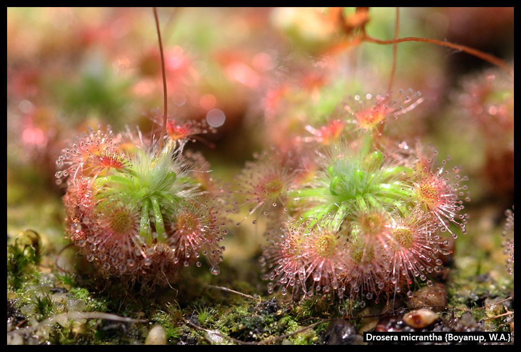 D_micrantha_Boyanup_I_zpsiwg4bium.jpg