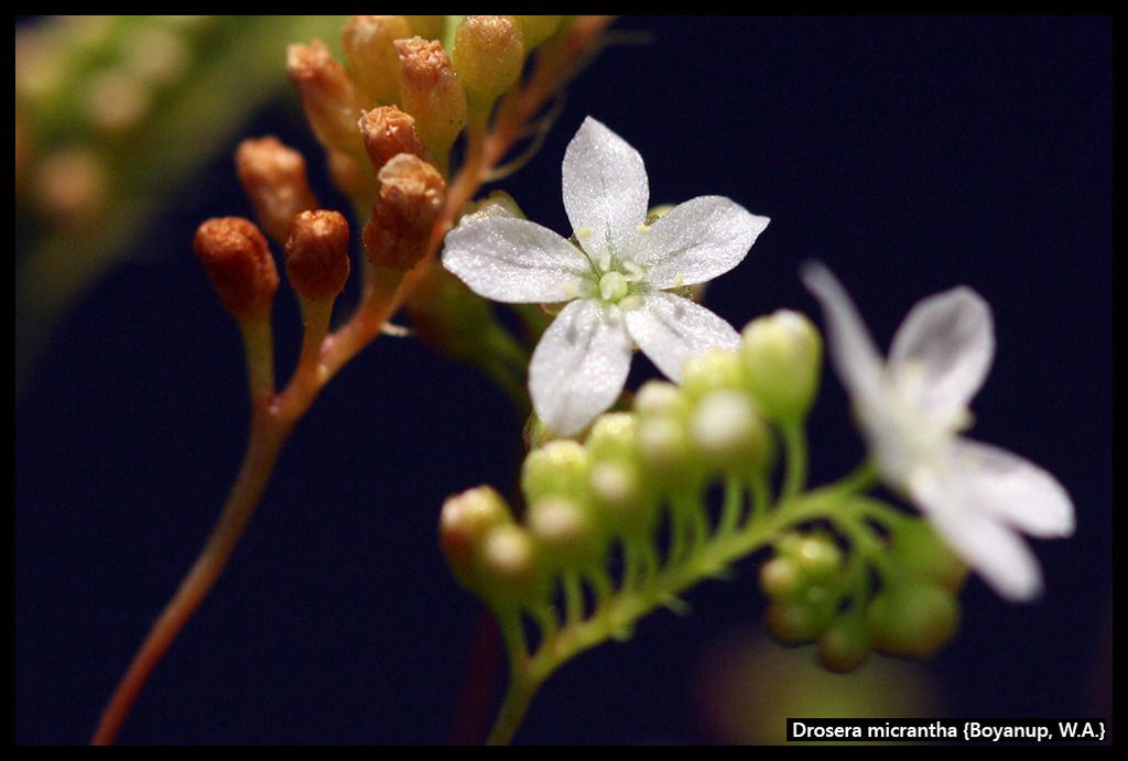 D_micrantha_Boyanup_zpsmdxry3ju.jpg