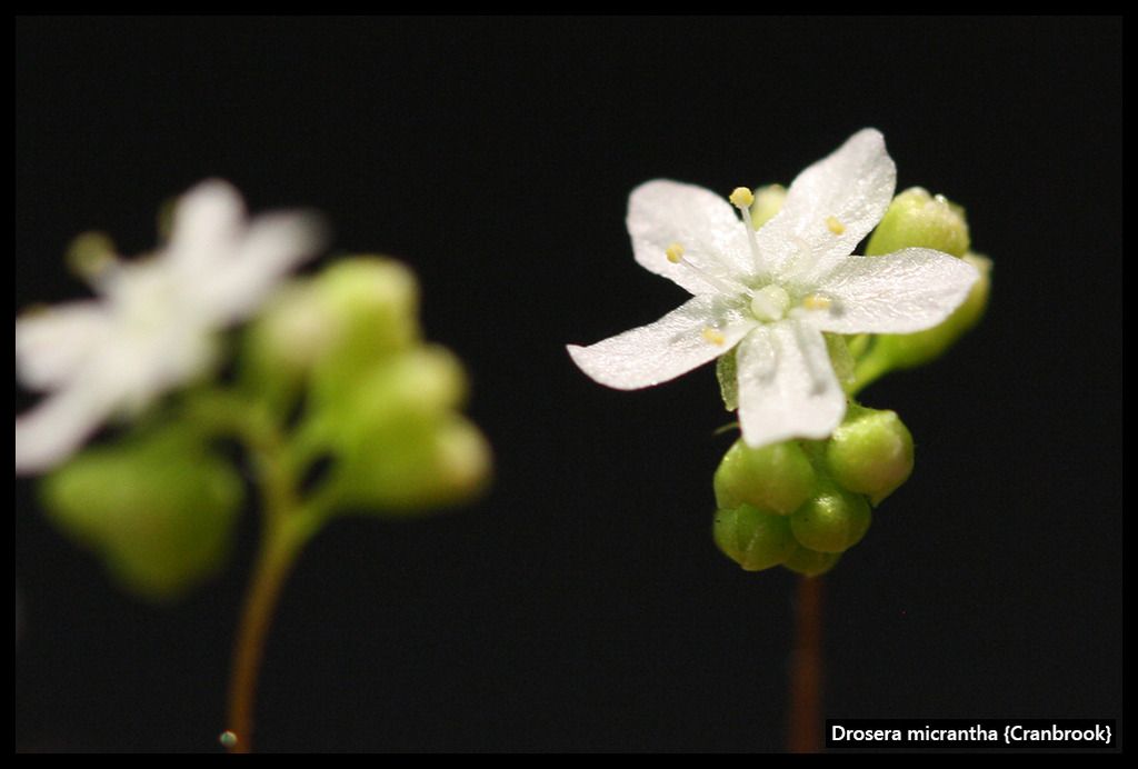 D_micrantha_Cranbrook_zpsdmaft0qq.jpg