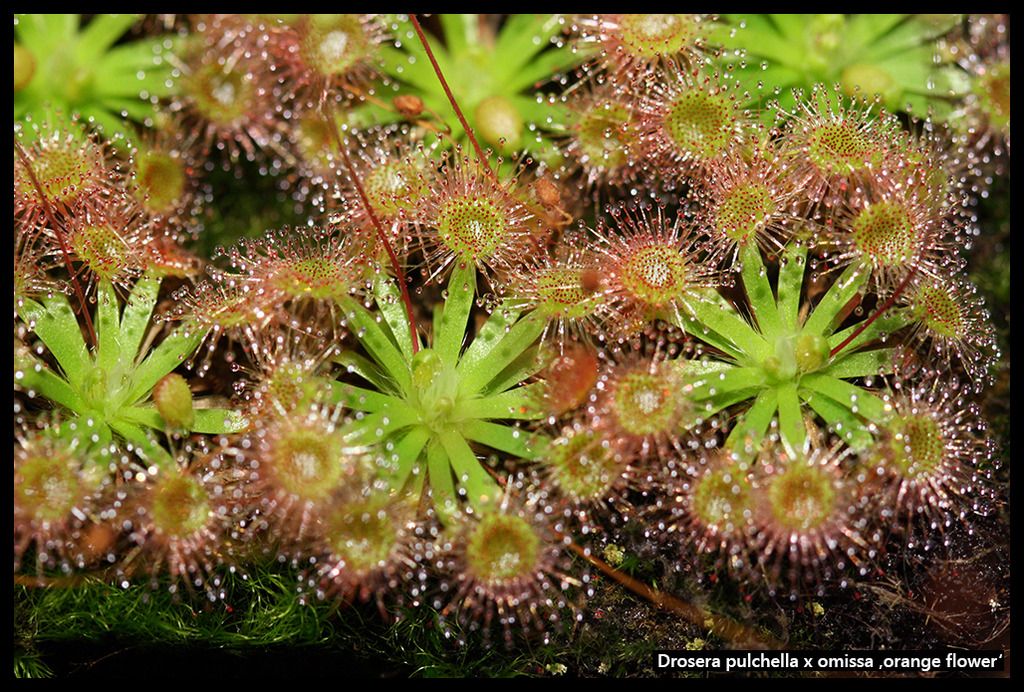 D_puchella_omissa_orange_I_zpslf9ickyn.j