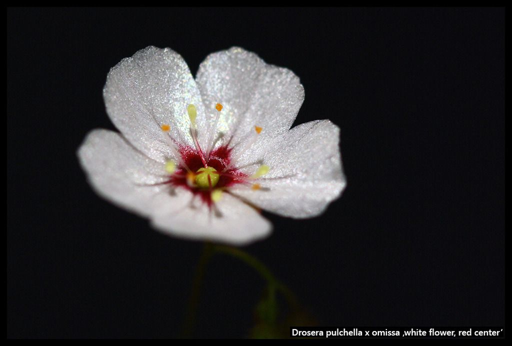 D_puchella_omissa_white_red_zps8jpdpg0a.