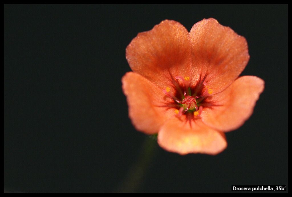 D_pulchella_35b_zpsuq6rwelk.jpg