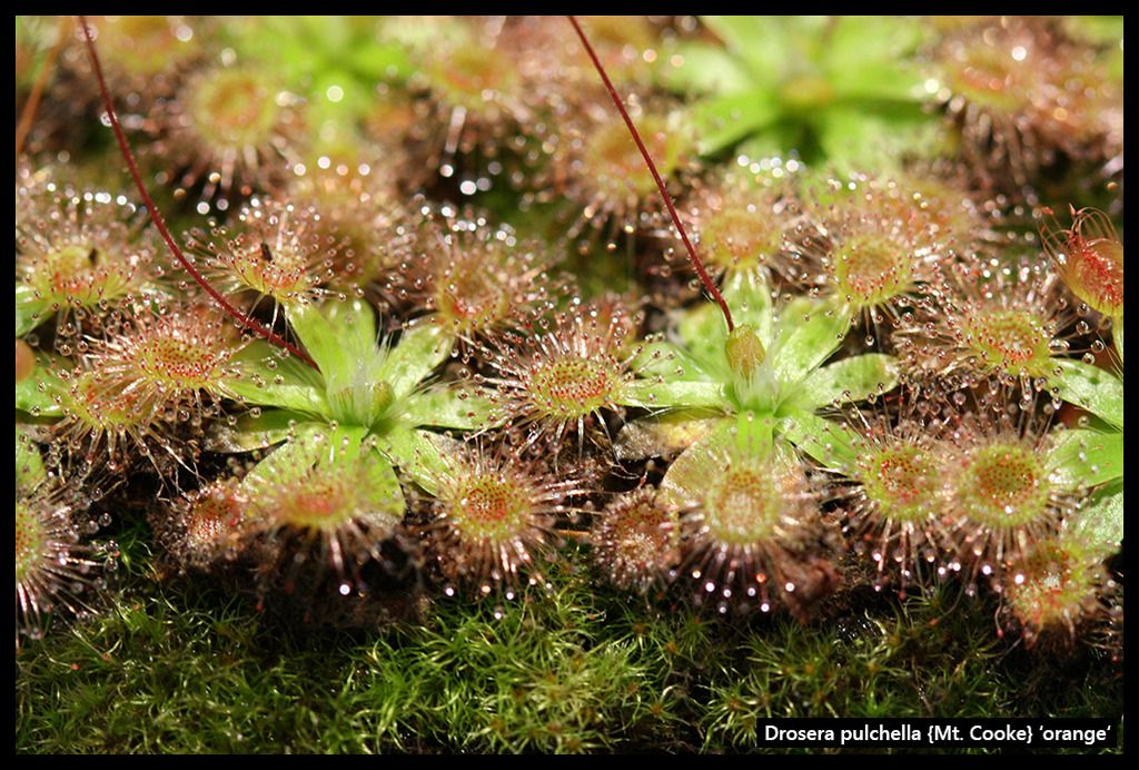 D_pulchella_MtCookeorange_I_zpsorxv2rf1.