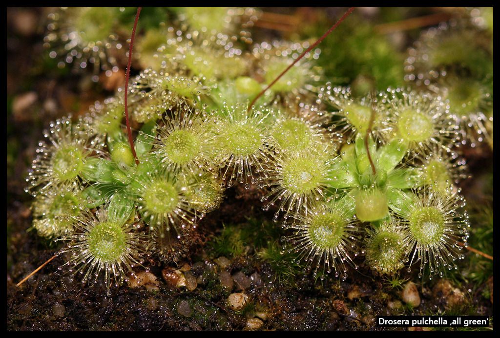 D_pulchella_allgreen_I_zpsidc4bd2r.jpg