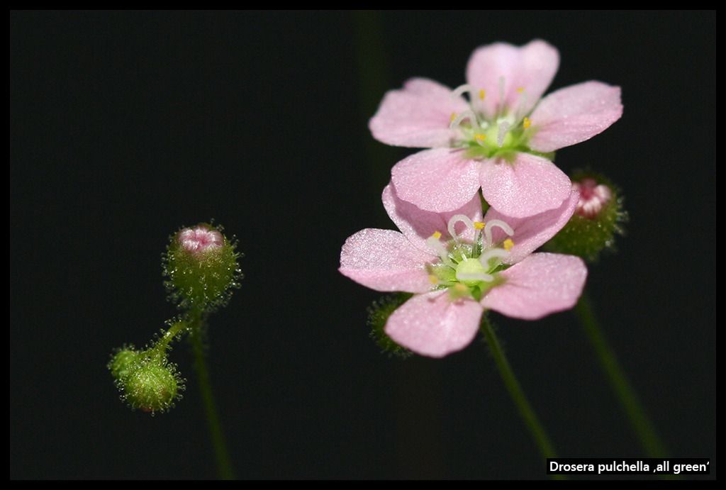 D_pulchella_allgreen_zpsytkx3sop.jpg