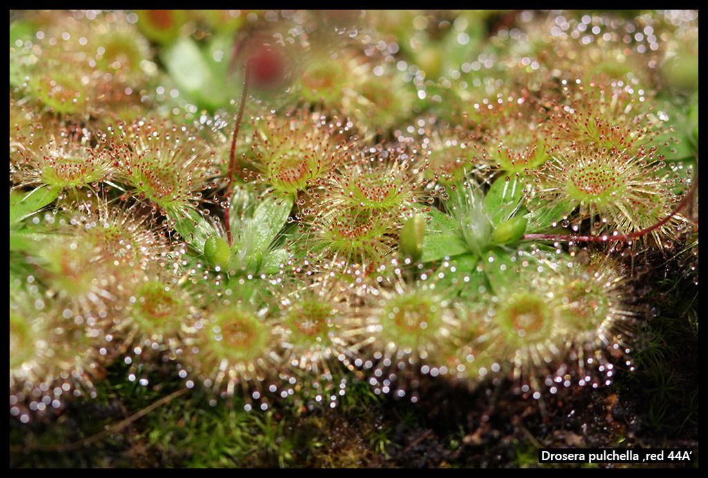 D_pulchella_red44A_I_zpscwstwxee.jpg