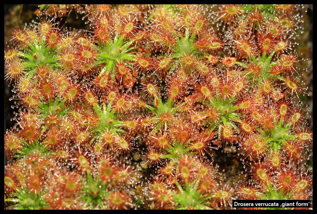 D_verrucata_giant_II_zpshesmrmwb.jpg