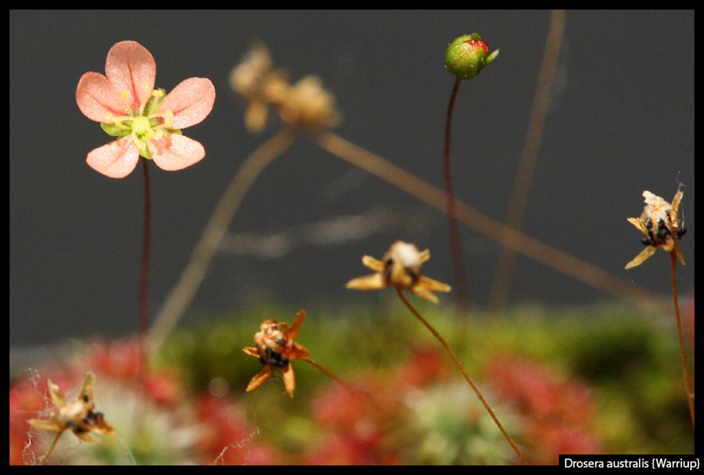 D_australis_Warriup_zps1nfgfmvi.jpg