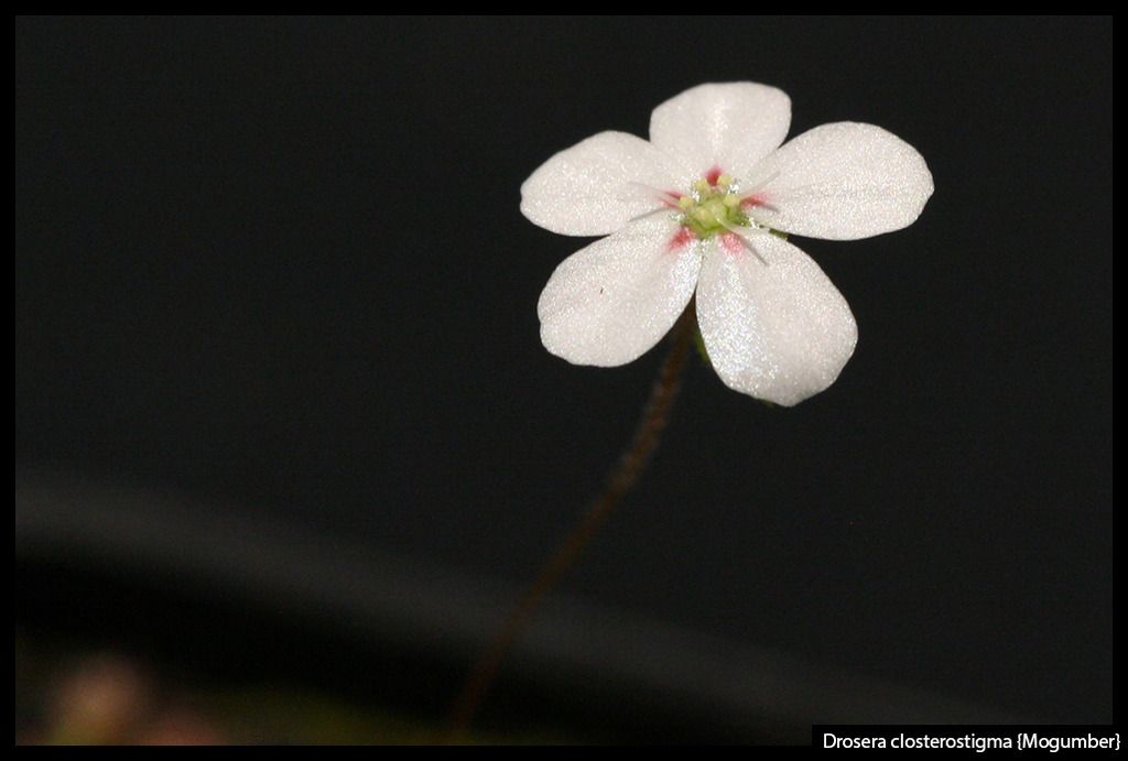 D_closterostigma_Mogumber_zpshgwtzluq.jp