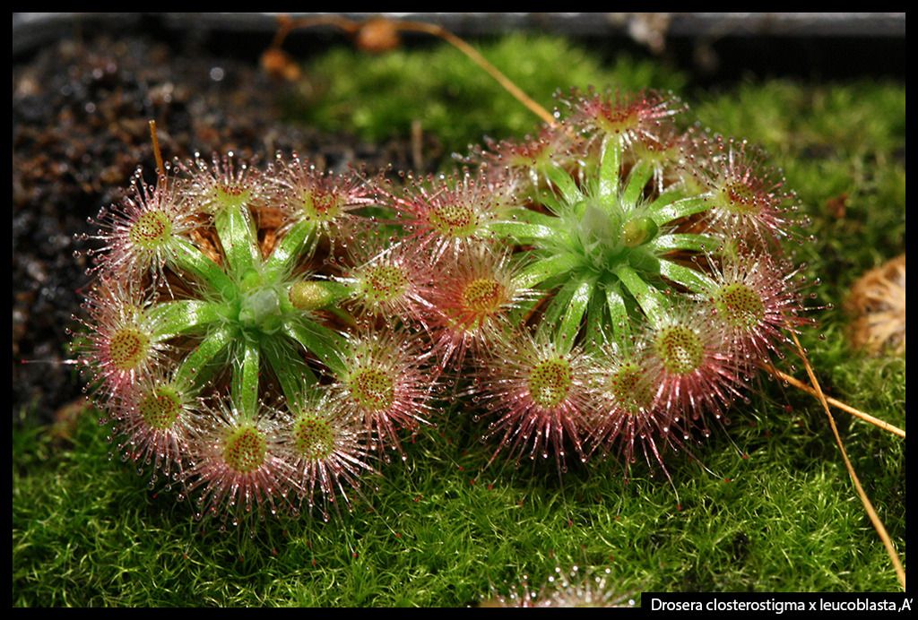 D_closterostigma_leucoblasta_A_I_zps2mvd