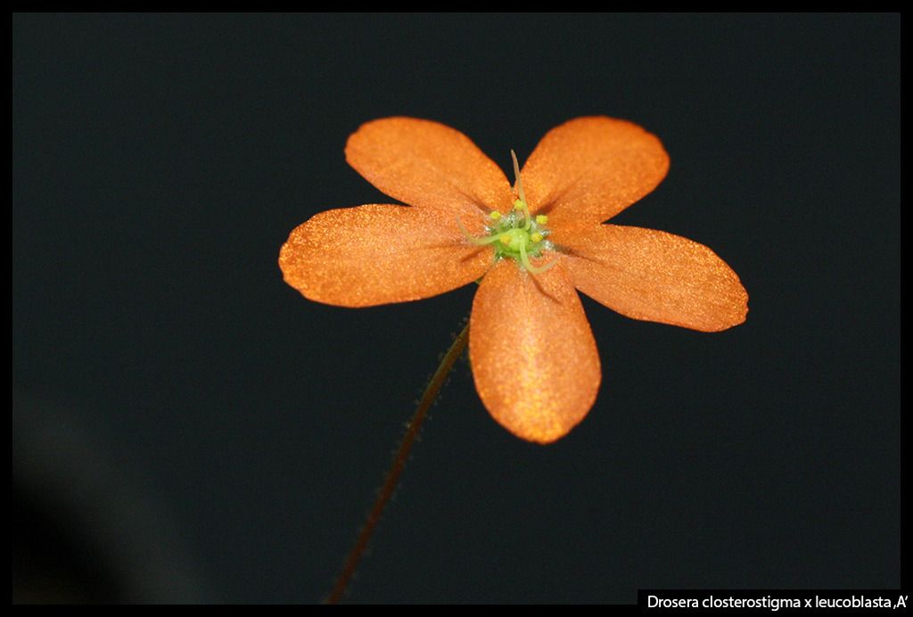 D_closterostigma_leucoblasta_A_zpsvwvj4d