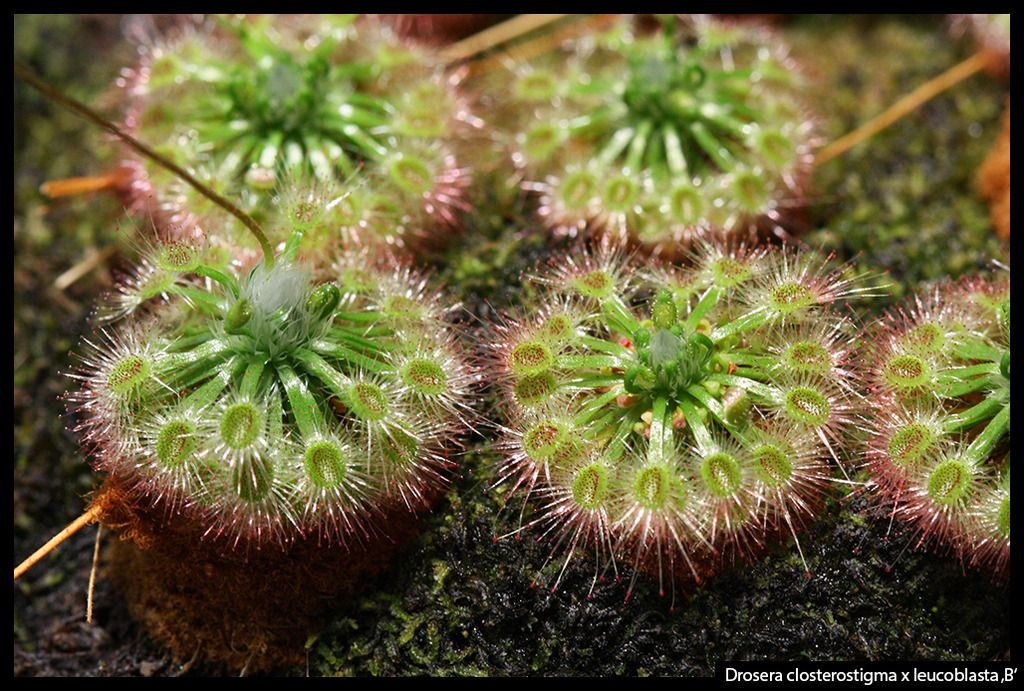 D_closterostigma_leucoblasta_B_I_zps0n0h