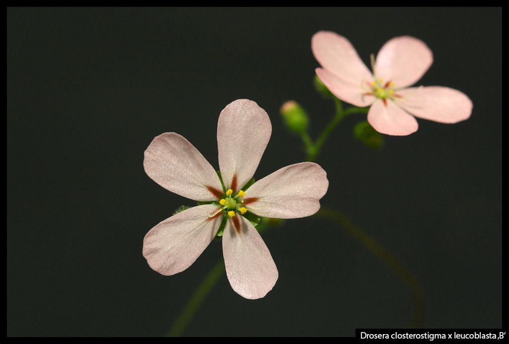 D_closterostigma_leucoblasta_B_zpsqubkfk