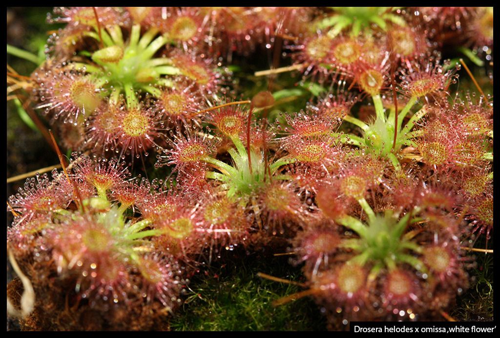 D_helodes_omissa_whiteflower_I_zps4ntnff