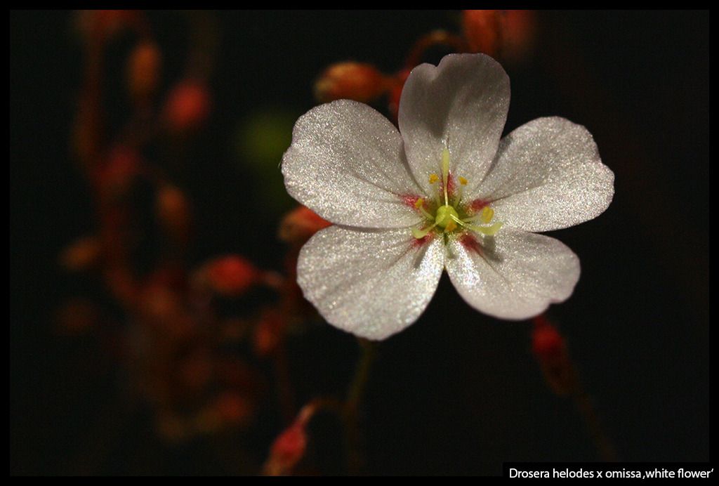D_helodes_omissa_whiteflower_zps9oehmlnu