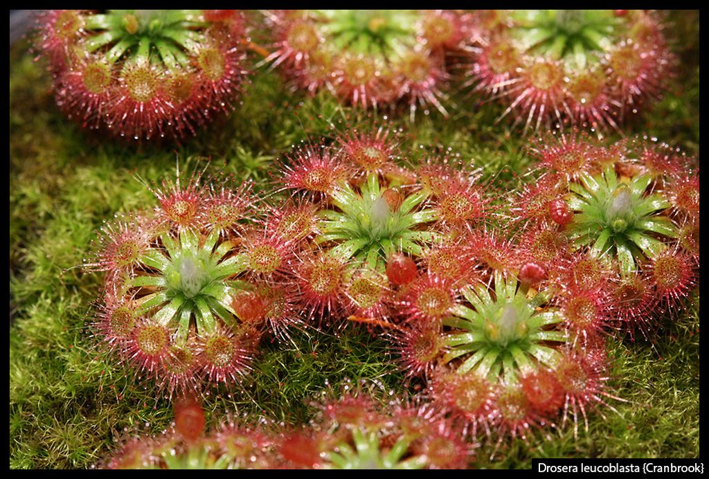 D_leucoblasta_Cranbrook_I_zpsqzqxkyf2.jp