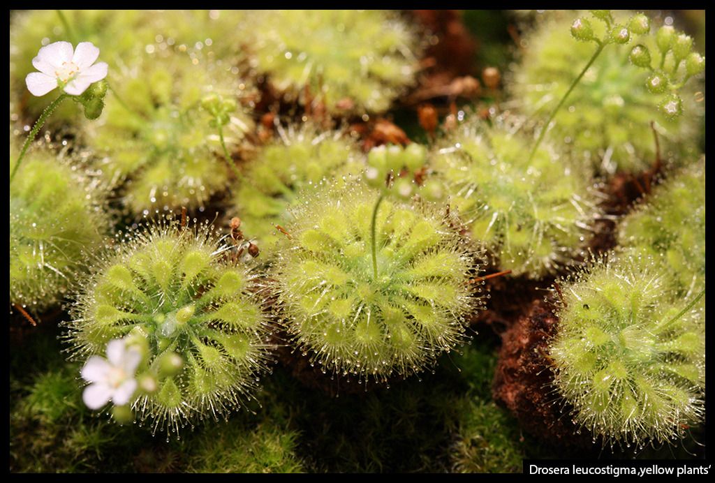 D_leucostigma_yellowplants_I_zpsr1tmaxhl