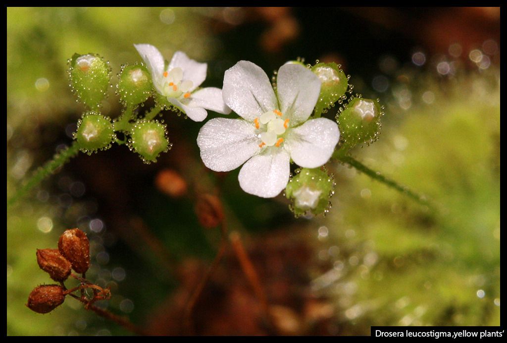 D_leucostigma_yellowplants_zpsn60svfe9.j