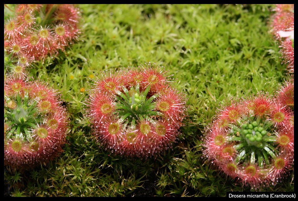 D_micrantha_Cranbrook_I_zps5sajlgos.jpg