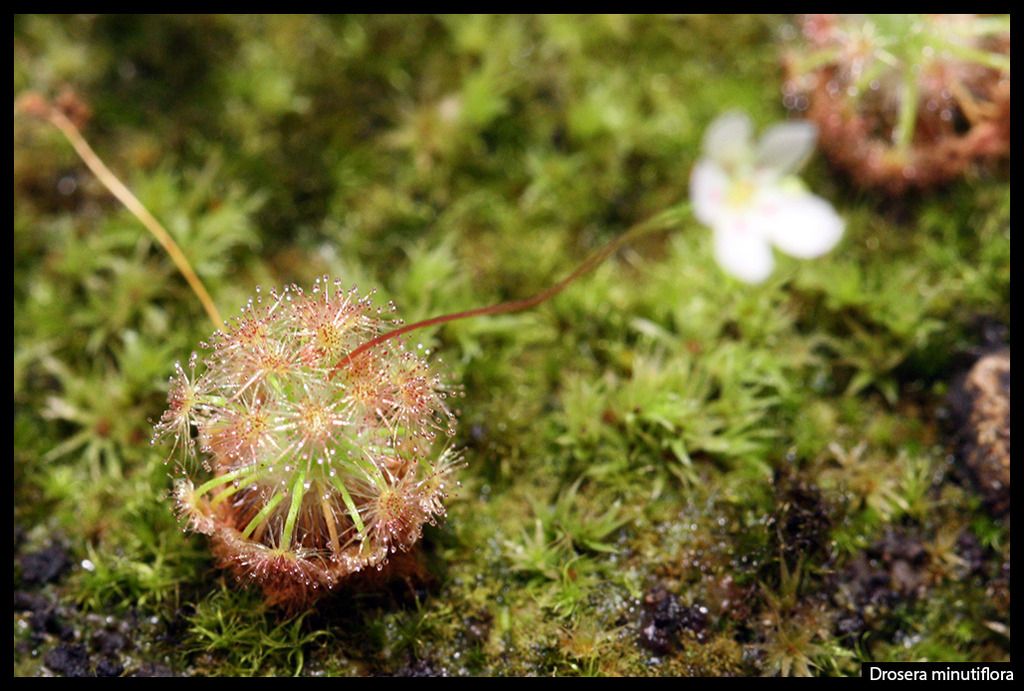 D_minutiflora_I_zps5jdaysx1.jpg
