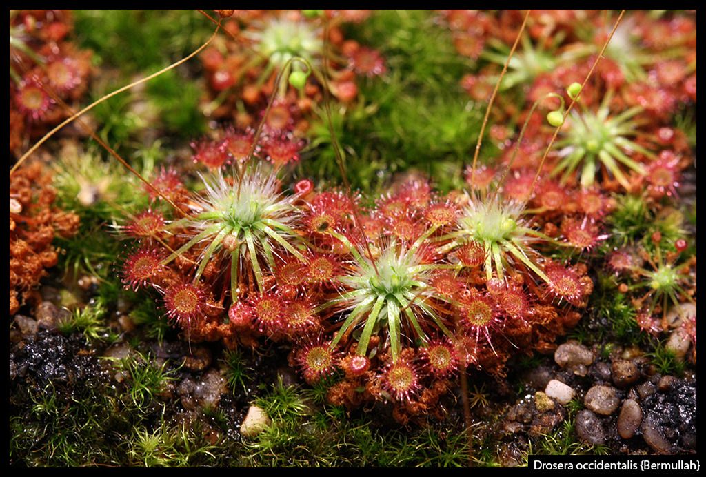 D_occidentalis_Bermullah_I_zpsjqjwd3rf.j