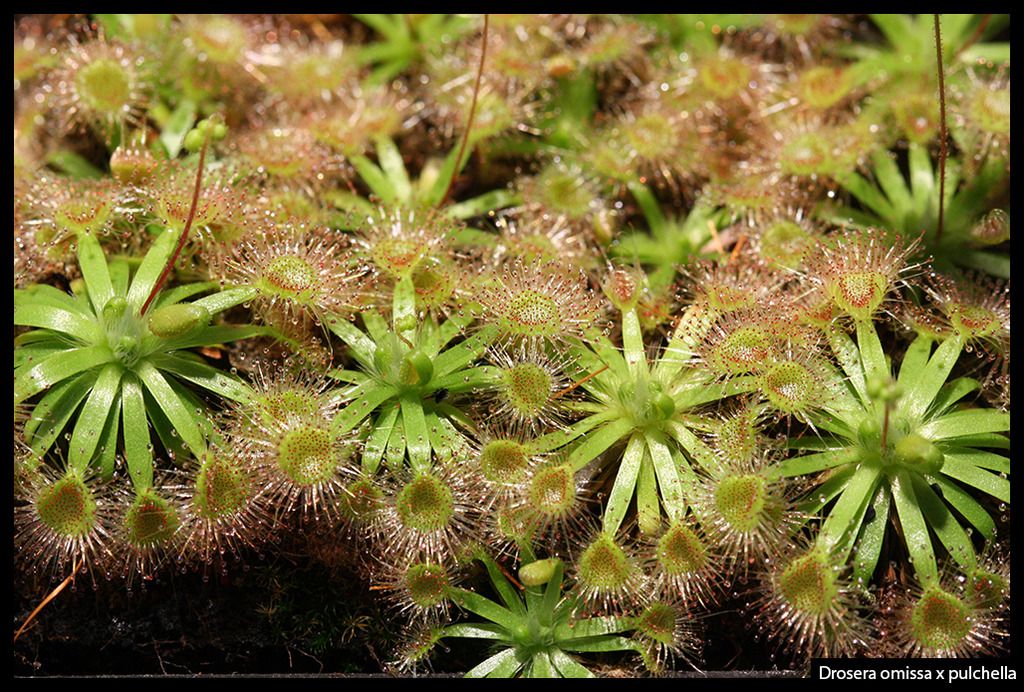 D_omissa_pulchella_I_zpsnnu3rfzf.jpg