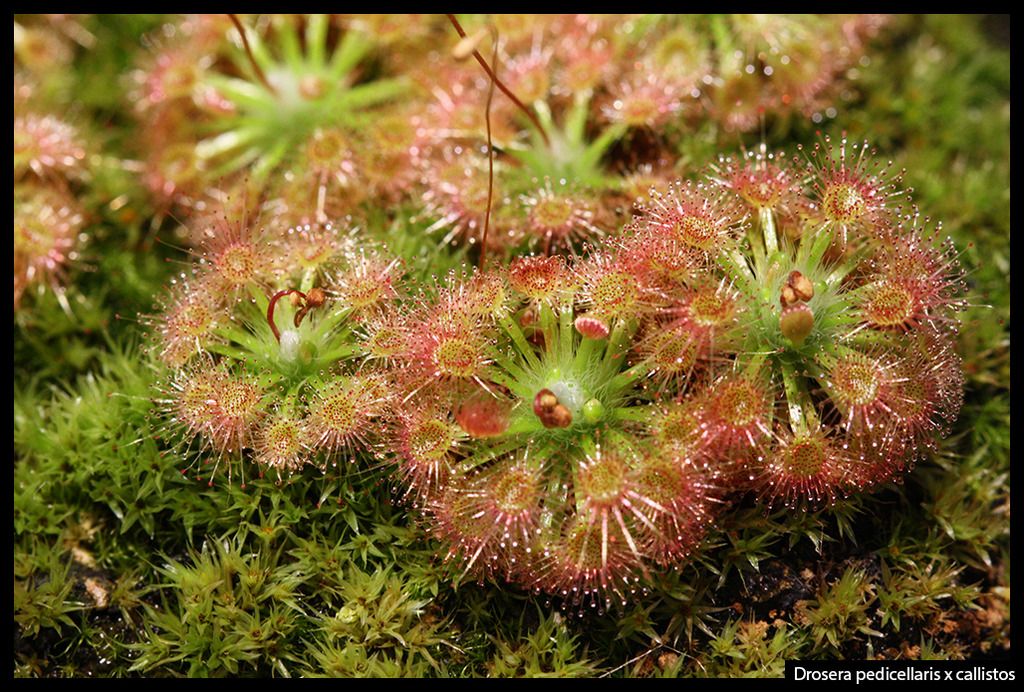 D_pedicellaris_callistos_I_zpslkwpwhqs.j