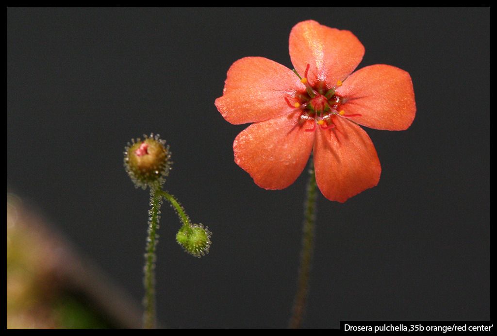 D_pulchella_35b_zpsi8wudxhp.jpg
