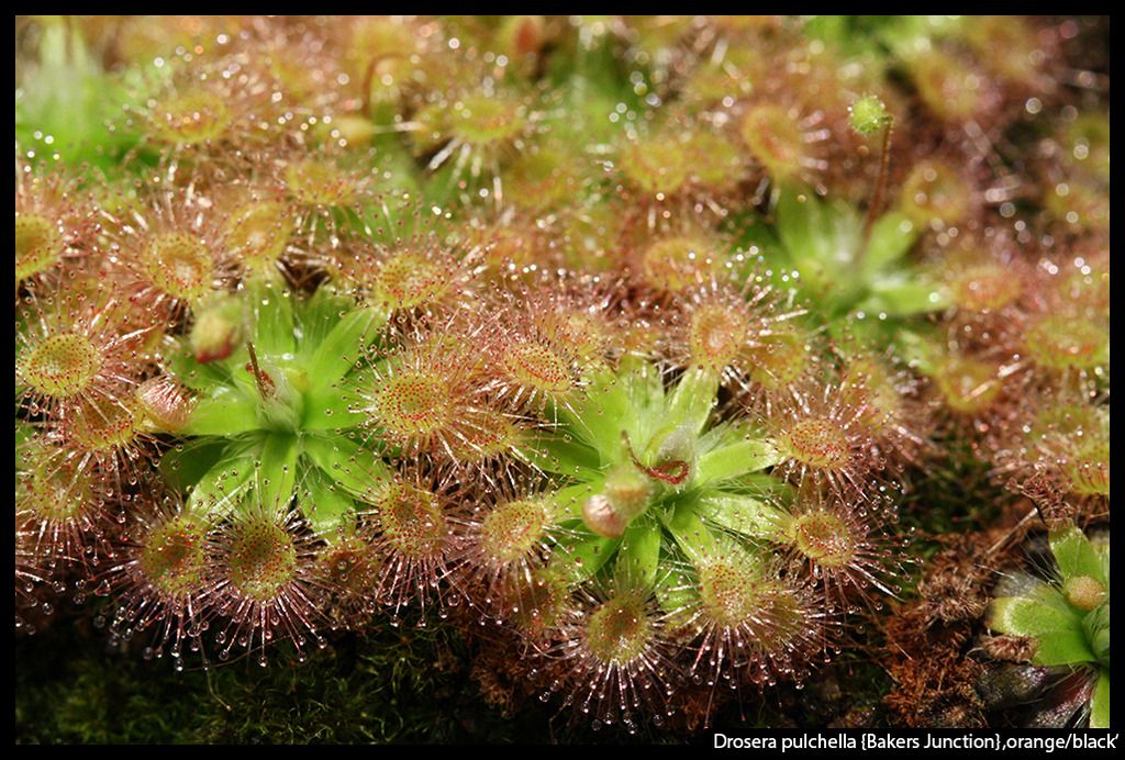 D_pulchella_BakersJunction_orangeblack_I