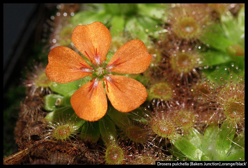 D_pulchella_BakersJunction_orangeblack_z