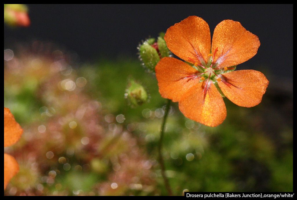 D_pulchella_BakersJunction_orangewhite_z