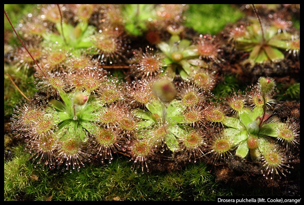 D_pulchella_MtCooke_orange_I_zpsirxcl0pk