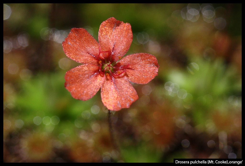 D_pulchella_MtCooke_orange_zpsfcy3oc4e.j