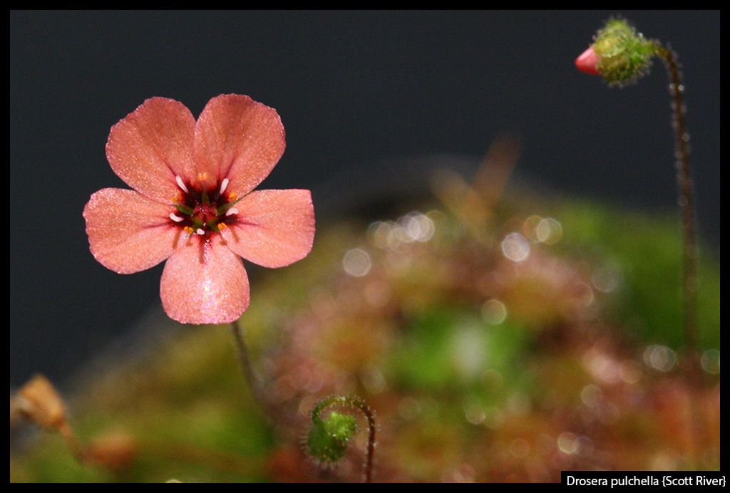 D_pulchella_ScottRiver_zpsxxvdnulc.jpg