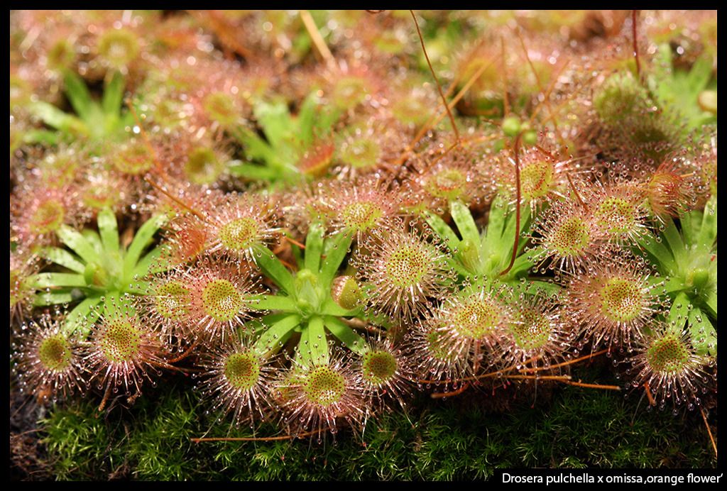 D_pulchella_omissa_orange_I_zpsholcdhda.