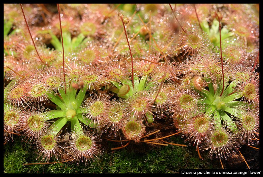 D_pulchella_omissa_orange_I_zpsvmxronew.