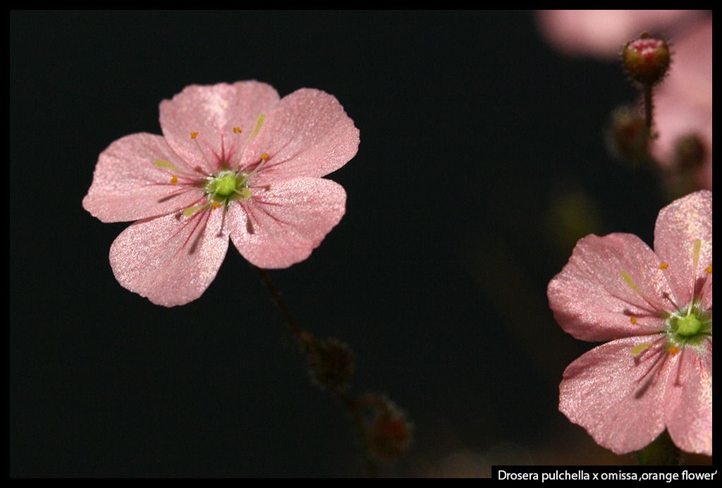 D_pulchella_omissa_orange_zpsrtbxqqep.jp