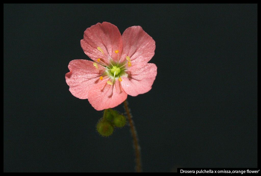 D_pulchella_omissa_orange_zpss1pmcbsj.jp