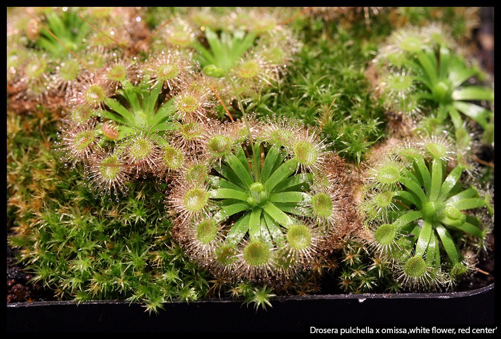 D_pulchella_omissa_whitered_I_zpsp2sirry