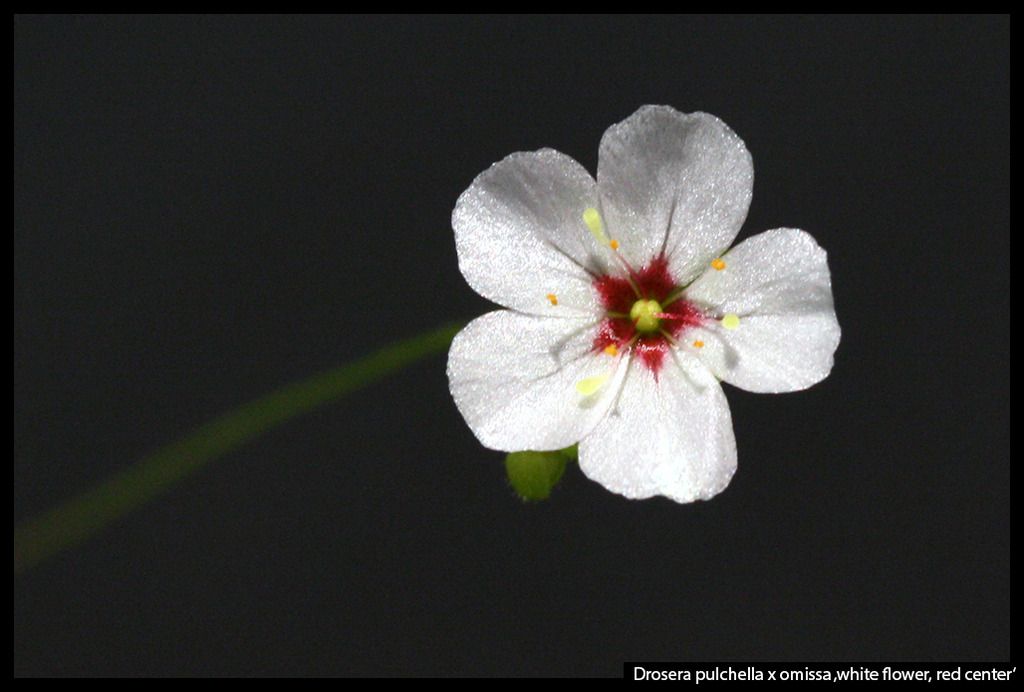 D_pulchella_omissa_whitered_zps8bpeby9m.