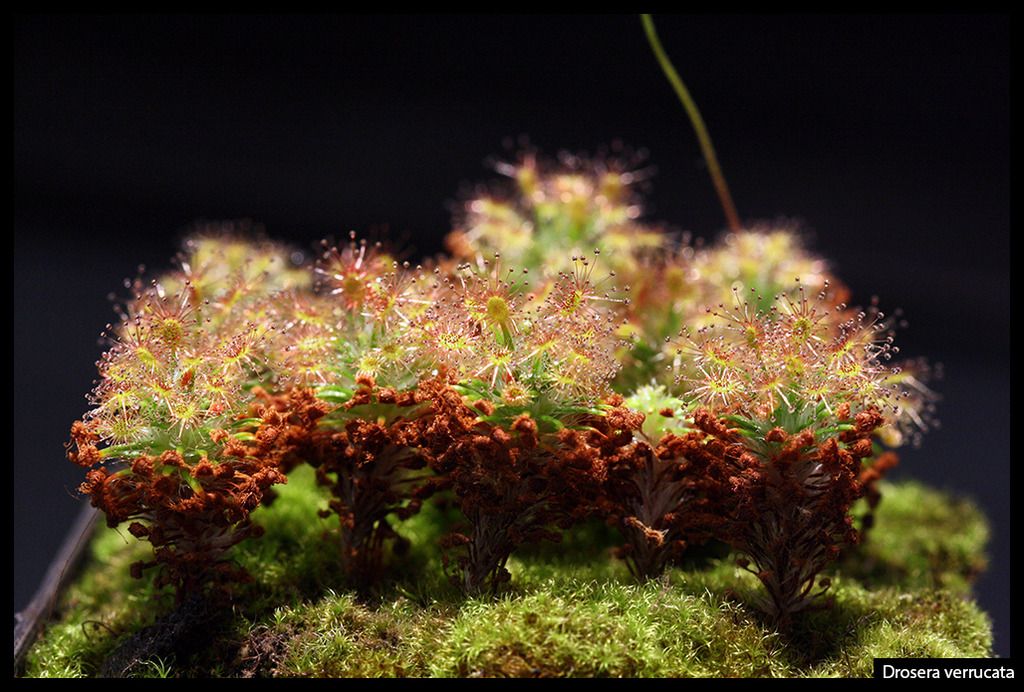 D_verrucata_I_zps26eguakw.jpg