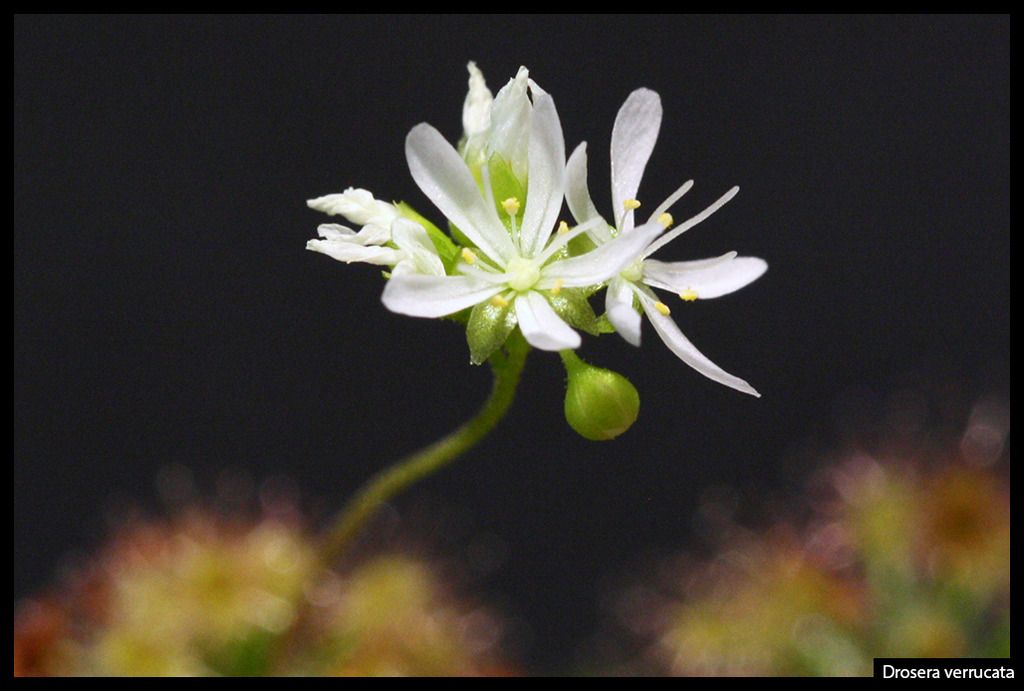 D_verrucata_zpsz5ixi3hm.jpg