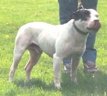 [img width=368 height=330]http://i36.photobucket.com/albums/e23/stafford-edition/handsworth.jpg[/img]