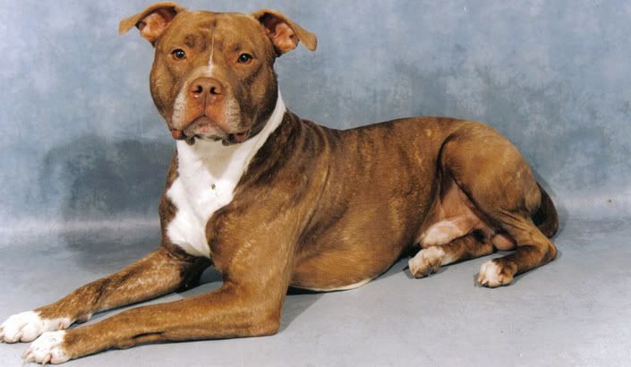 [img width=705 height=410]http://i36.photobucket.com/albums/e23/stafford-edition/rabbeltheexteurminator.jpg[/img]