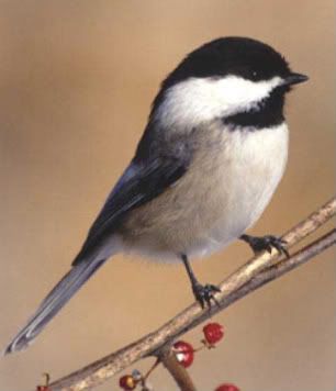 chickadee-1.jpg