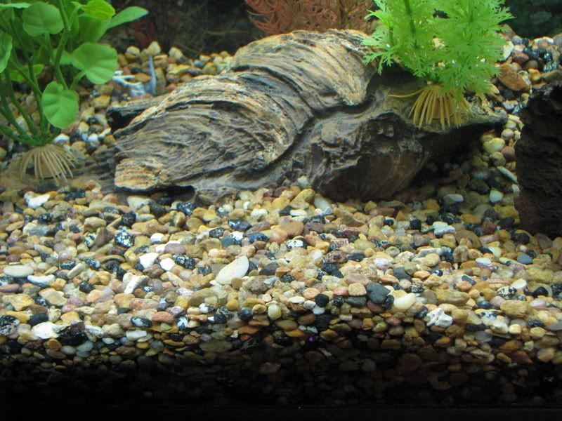 Pea gravel question Forum