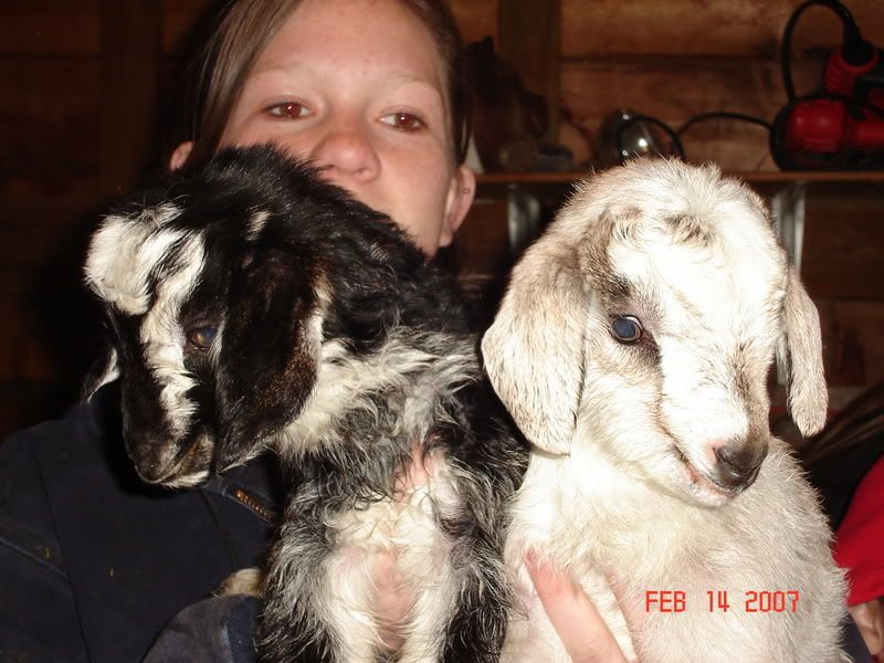 Valentine had babies on Valentines day - Goats