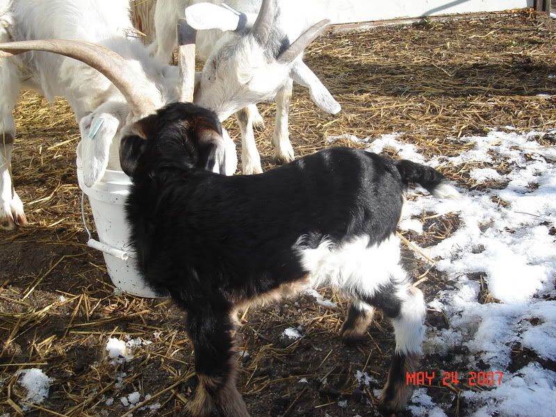 Look what we found this AM! - Goats